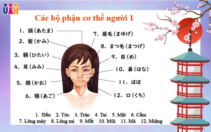Từ vựng các bộ phận cơ thể người