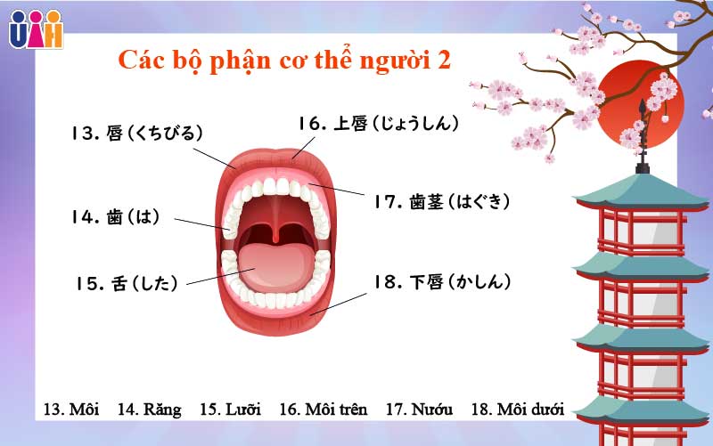 Từ vựng các bộ phận cơ thể người