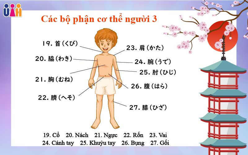 Từ vựng các bộ phận cơ thể người