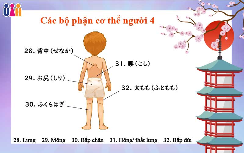 Từ vựng các bộ phận cơ thể người