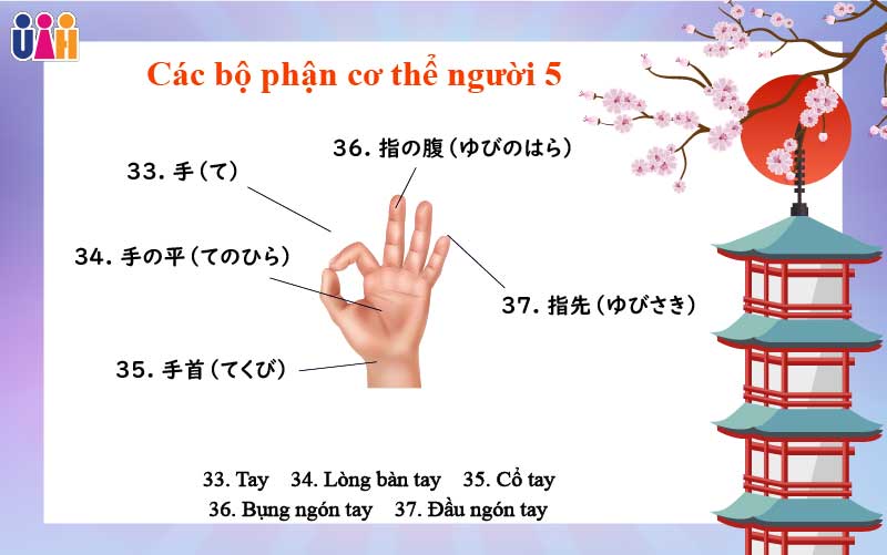 Từ vựng các bộ phận cơ thể người