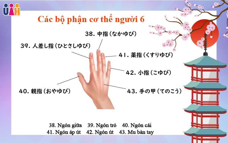 Từ vựng các bộ phận cơ thể người