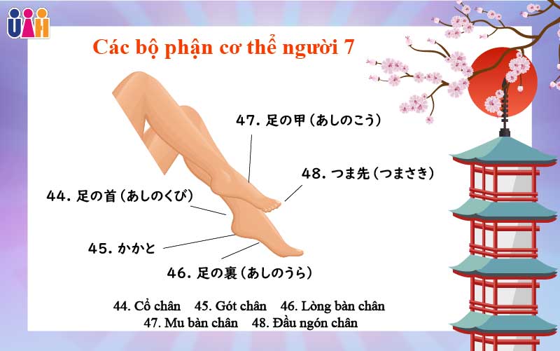 Từ vựng các bộ phận cơ thể người